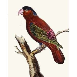  Exotic Bird   Lory Indes Etching Martinet, Animals, Dogs Birds 
