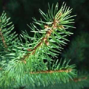  Spruce fragrance oil Beauty