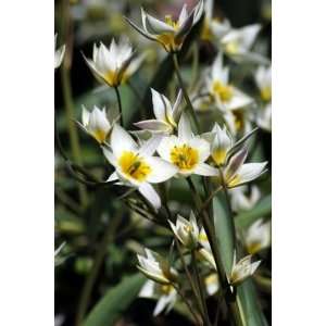  Tulip Turkestanica creamy white 10_bulbs Patio, Lawn 