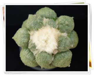 Ariocarpus Maruibo x Cauliflower *BIG* Nice & Rare / astrophytum 