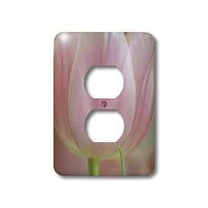 Flowers   Pretty Soft Pink Tulip  Flowers  Floral Photography   Light 