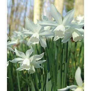  Daffodil, Thalia 10 Bulbs Patio, Lawn & Garden