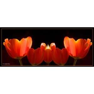  Linda Shier Tulips on Fire 8 x 19 Glossy Print with Double 