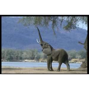   Collection CanvasArt Elephant eating tree shoots
