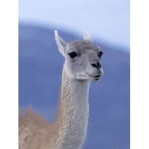  Guanaco in Torres del Paine National Park, Coquimbo, Chile 