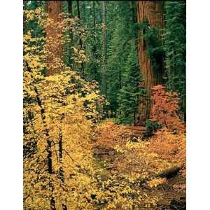  Dogwood & Sequoias, Redwood Note Card, 5x7