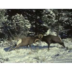  Bighorn Rams Crack Heads as They Compete for Dominance 