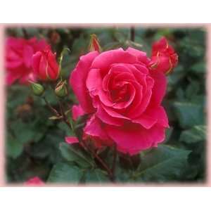  Miss All American Beauty (Rosa Hybrid Tea)   Bare Root Rose 