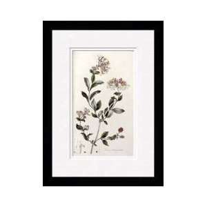  A Colour Plate From Curtis Flora Londinesis Framed Giclee 