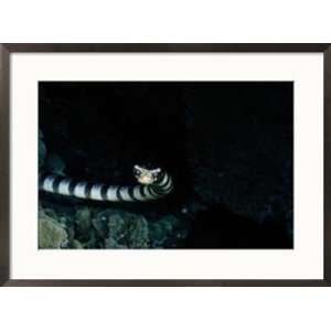 A banded sea snake glides toward the camera Animals Framed 