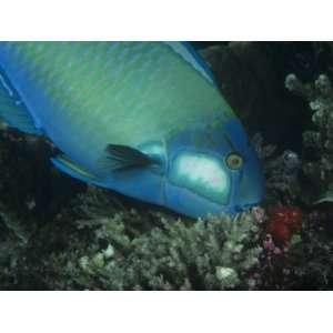 Parrotfish Eating Coral, Scarus Bleekeri, Fiji, Pacific Ocean 