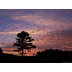 Pine Tree Silhouette at Sunrise, Cumberland Gap National Historic Park 