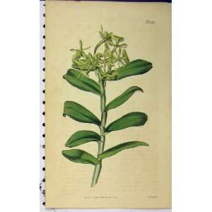   1818 Hand Coloured Flower Print Curits Weddell N.2030