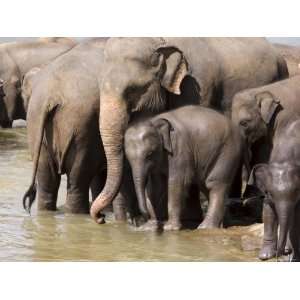  Elephants Bathing in the River, Pinnewala Elephant 