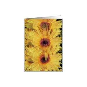  Yellow Gerber Daisys Flowers Blank Card Card Health 