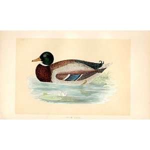    British Birds 1St Ed Morris 1851 Wild Duck 269