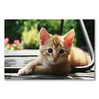 a3 satin poster cute kitten cat adorable red furry fuzzy