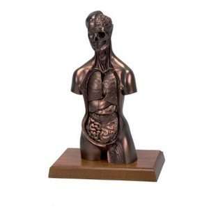  MEDart™ Torso, copper