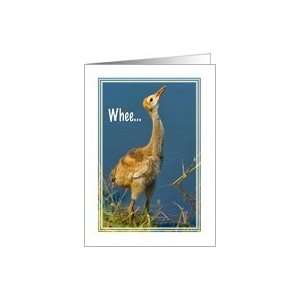  Thinking of You, Sandhill Crane Chick Card Health 