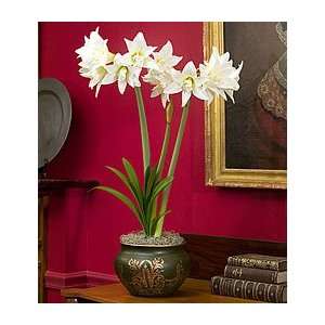  Amaryllis Jewel, one eco pot in green and gold ceramic 