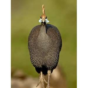  Helmeted Guineafowl, Samburu National Reserve, Kenya, East 