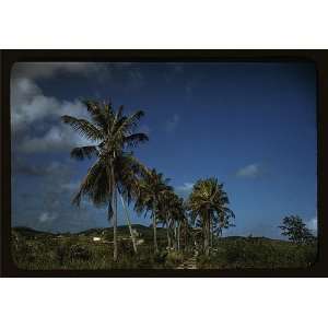   on the northern coast, Saint Croix island, Virgin Islands 1939