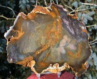 SiS PECULIAR COLOR Hubbard Basin Petrified Wood Round  