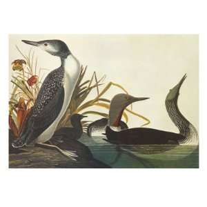   Giclee Poster Print by John James Audubon, 24x32