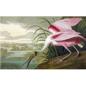  Roseate Spoonbill John James Audubon. 14.00 inches by 10 