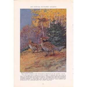  1936 Ruffed Grouse   Allan Brooks Vintage Bird Print 