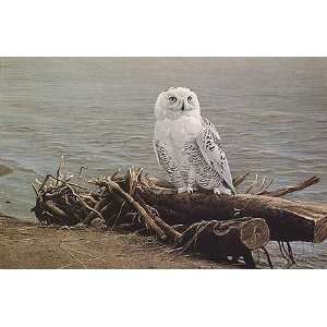  Robert Bateman   Snowy Owl on Driftwood Artists Proof 