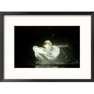  Mute Swan, Cygnus Olor Bathing Showing Water Spray Notts 