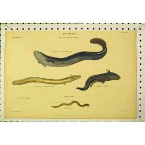   C1850 Colour Print Amphibia Mud Eel Proteus Snake Fish