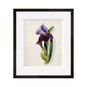  A Flag Iris Framed Giclee Print
