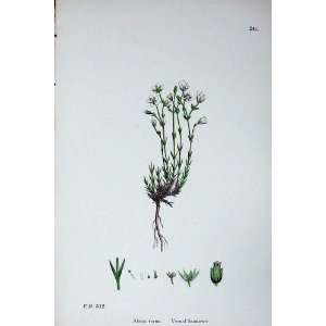   Plants C1902 Vernal Sandwort Alsine Verna Colour