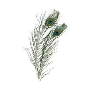  Zucker Feather Peacock Eye Feathers 2/Pkg Natural B452; 6 