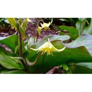  Dog Toothed Violet 5 Bulbs   Trout Lily   Erythronium 