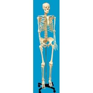  ModelHuman Skeleton Life Sized Size w Stand Wheels Toys & Games