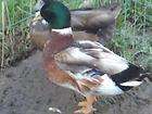 Call Duck Hatching Eggs   Small Calls   Show Lines   Rare Colors 