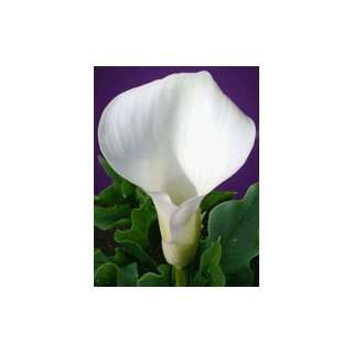  Mini Calla Lily white 100 stems Patio, Lawn & Garden
