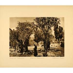  1920 Jerusalem Garden of Gethsemane Lehnert & Landrock 