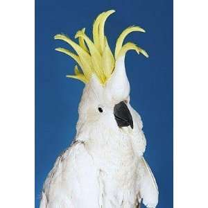  White Cockatoo   Peel and Stick Wall Decal by Wallmonkeys 