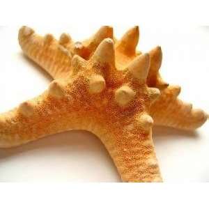  7 Knobby Starfish 