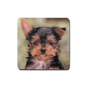 Yorkshire Terrier Yorkie Rubber Square Coaster (4 pack)  