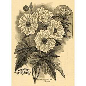 1896 Print Anemone Whirlwind Japanese Flowers Art 