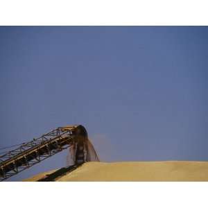  A Conveyor Belt Loads Wheat Grain onto a Storage Mound in 