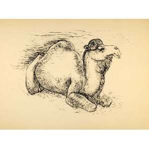  1944 Print Pen Sketch Wildlife Art Camel Ernst Denzler 