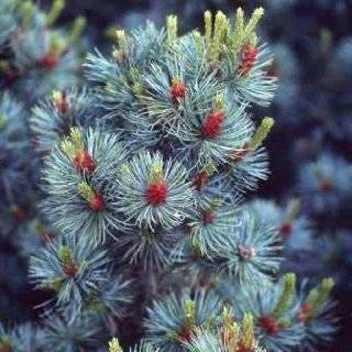 Globosa Colorado Blue Spruce 2   Year High Graft Standard 