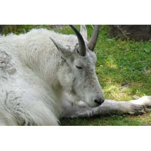  Mountain Goat Taxidermy Photo Reference CD Sports 