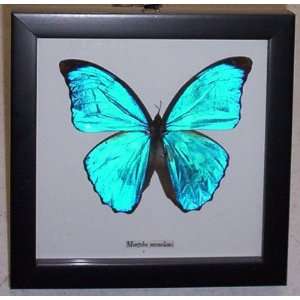  Butterflies By God   Blue Morpho Butterfly In A Black 